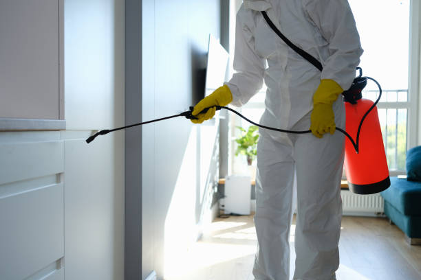 Best Basement Mold Remediation in Crockett, CA