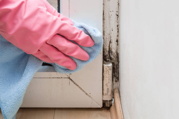 Best Industrial Mold Remediation in Crockett, CA